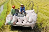 Gạo Việt Nam có thêm nhiều cơ hội chiếm lĩnh thị trường