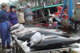 Chile tăng nhập khẩu cá ngừ Việt Nam