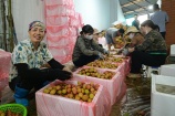 Bắc Giang: Nhà vườn bắt đầu thu hoạch vải thiều, giá khoảng 35.000 đồng/kg
