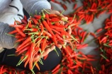 Việt Nam xuất khẩu hơn 7,3 tấn ớt trong nửa đầu năm 2024