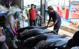 Giá cá ngừ tăng cao, ngư dân phấn khởi trước Tết