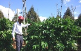 Việt Nam sẽ tái canh, ghép cải tạo trên 100 nghìn ha cà phê