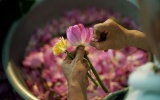 Nghệ thuật ướp trà sen Tây Hồ: Thức quà tinh túy của người Hà Nội
