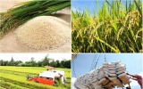 Dự báo xuất khẩu gạo đối mặt với nhiều thách thức trong 6 tháng cuối năm