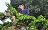 Nghệ nhân Đặng Xuân Cường - người sở hữu nhiều 'siêu cây bạc tỷ' 