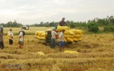 Ngân hàng Nhà nước chỉ đạo đẩy mạnh cho vay thu mua, kinh doanh lúa, gạo