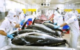 Chile - Thị trường tiềm năng cho cá ngừ Việt Nam