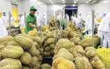 Xuất khẩu rau quả giảm mạnh trong kỳ nghỉ Tết Nguyên đán