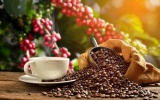 Dự báo xuất khẩu cà phê sẽ khởi sắc trong quý II/2024