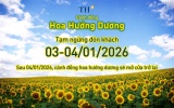 Cánh đồng hướng dương TH tạm đóng cửa ngày 3-4/1/2026