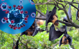 Bộ Y tế yêu cầu sẵn sàng ứng phó sự cố lây truyền bệnh của virus Nipah qua thực phẩm