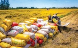 Bộ Tài chính đề xuất bãi bỏ giấy phép xuất khẩu gạo, chuyên gia nói gì?
