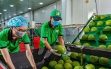 Bưởi và chanh Việt Nam rộng cửa xuất khẩu chính ngạch sang Trung Quốc