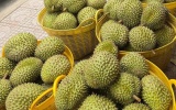 Xuất khẩu sầu riêng Việt đón cơ hội từ thị trường Ấn Độ