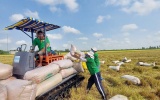 Giá gạo thế giới tăng mạnh, cơ hội để gạo Việt bứt phá