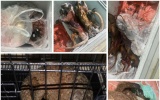 Công an Thanh Hóa khởi tố vụ án buôn bán động vật hoang dã qua biên giới