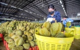 Nông sản Việt đối mặt những thách thức mới tại thị trường Trung Quốc 