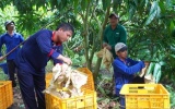 Du lịch nông nghiệp mở thêm động lực gia tăng giá trị cho ngành hàng xoài