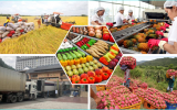 Đơn giản hóa thủ tục về mã số vùng trồng, gỡ khó cho nông sản và sầu riêng xuất khẩu