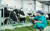 Chăn nuôi Việt Nam: Từ cuộc đua sản lượng sang cuộc đua tiêu chuẩn