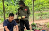 Sản phẩm Na La Hiên, Thái Nguyên – Nâng tầm thương hiệu trên thị trường nông sản