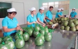 Úc tạm dừng nhập khẩu trái bưởi tươi, Bộ Nông nghiệp chỉ đạo khắc phục