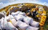 Nâng tầm giá trị thương hiệu gạo Việt: Chuyển tư duy từ 'sản lượng' sang 'giá trị gia tăng'