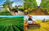 Quy định mới nhất về cơ chế phát triển sản xuất liên kết theo chuỗi giá trị