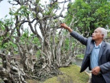 Nghệ nhân Nguyễn Văn Ngọ và những “siêu cây” cực hiếm 