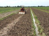 Vĩnh Long: Trung Quốc ngừng mua khoai lang, nông dân vẫn xuống vụ mới