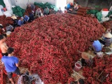Bắc Giang đã tiêu thụ hơn 120.000 tấn vải thiều