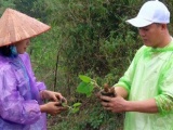 Bảo vệ môi trường bằng trồng cây Paulownia