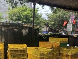 Lạng Sơn: Thu giữ số lượng lớn gà giống nhập lậu từ Trung Quốc