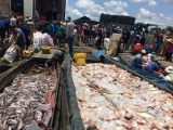 Bộ TNMT đề nghị xác định nguyên nhân tình trạng cá chết trên sông La Ngà