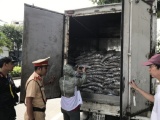 Đà Nẵng: Bắt giữ xe tải chở 3,5 tấn cá bốc mùi hôi thối nồng nặc