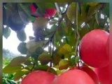 Thanh Hoá hỗ trợ phát triển thương hiệu sản phẩm thực phẩm chủ lực giai đoạn 2026-2030