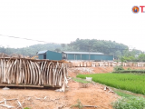 Huyện Hạ Hòa - Phú Thọ: Tràn lan vi phạm về sử dụng đất sai mục đích