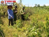 Hương Khê, Hà Tĩnh: Cần sớm làm rõ vụ phá hoại hàng nghìn cây keo tràm ở xã Điền Mỹ