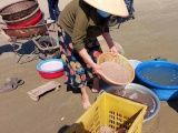 Hà Tĩnh: Ngư dân bãi ngang trúng đậm mùa ruốc biển