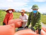 Hà Tĩnh: Nông dân khẩn trương gặt lúa chạy bão