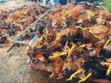 Hà Tĩnh: Hơn 5.000 con gà trong trại chăn nuôi bị ngạt khí thoi thóp