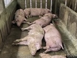 Hàng trăm con lợn chết do bị tiêm vắc xin dịch tả châu Phi sai quy trình
