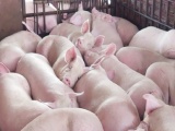 Hôm nay, giá lợn hơi tại miền Bắc tiếp tục đà tăng