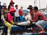 Việt Nam thực hiện kế hoạch ngăn chặn, xóa bỏ khai thác thủy sản bất hợp pháp