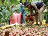 Kon Tum: Chủ vườn cà phê “đỏ mắt” tìm nhân công với giá “chát”