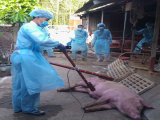 Nam Định: Khởi tố vụ “khai khống” lợn chết để nhận tiền hỗ trợ