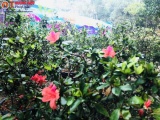 Phú Thọ: Rực rỡ “Lễ hội hoa đỗ quyên” tại khu vui chơi Thu Cúc Garden