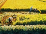 Sóc Trăng được phép chuyển mục đích sử dụng hơn 21 ha đất trồng lúa