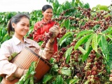 Thủ tướng chỉ đạo về phát triển ngành cà phê và ngành tôm   