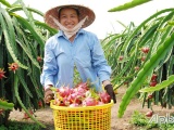 Tiền Giang: Giá thanh long giảm do cung vượt cầu
